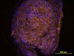 Nidogen Antibody in Immunocytochemistry (ICC/IF)