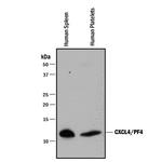 PF4 Antibody in Western Blot (WB)