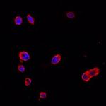 FSTL1 Antibody in Immunocytochemistry (ICC/IF)