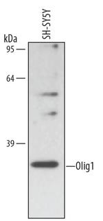 OLIG1 Antibody in Western Blot (WB)