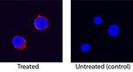 IL-8 (CXCL8) Antibody in Immunocytochemistry (ICC/IF)