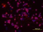 DcTRAILR1 Antibody in Immunocytochemistry (ICC/IF)