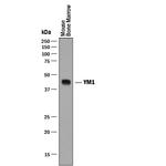 CHIL3 Antibody in Western Blot (WB)