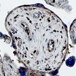 KGF Antibody in Immunohistochemistry (Paraffin) (IHC (P))