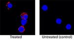 IL-5 Antibody in Immunocytochemistry (ICC/IF)