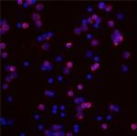 IL24 Antibody in Immunocytochemistry (ICC/IF)