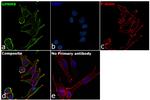 GPNMB Antibody in Immunocytochemistry (ICC/IF)