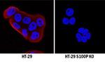 S100P Antibody in Western Blot (WB)