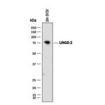 LINGO2 Antibody in Western Blot (WB)