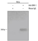 BMI-1 Antibody in ChIP Assay (ChIP)