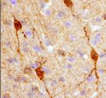 Calbindin D28K Antibody in Immunohistochemistry (Frozen) (IHC (F))