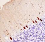 Calbindin D28K Antibody in Immunohistochemistry (Paraffin) (IHC (P))