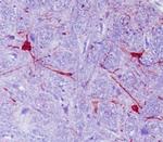 Calbindin D28K Antibody in Immunohistochemistry (Paraffin) (IHC (P))