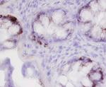 TFF3 Antibody in Immunohistochemistry (Paraffin) (IHC (P))