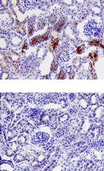 PRSS3 Antibody in Immunohistochemistry (Frozen) (IHC (F))