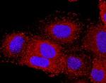 CXCL17 Antibody in Immunocytochemistry (ICC/IF)