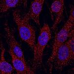 K-cadherin Antibody in Immunocytochemistry (ICC/IF)