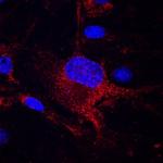 CD151 Antibody in Immunocytochemistry (ICC/IF)