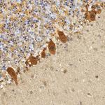 TAFA5 Antibody in Immunohistochemistry (Paraffin) (IHC (P))