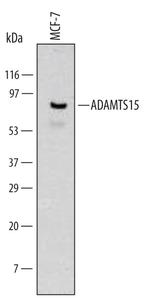 ADAMTS15 Antibody in Western Blot (WB)