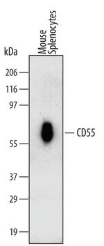 CD55 Antibody in Western Blot (WB)