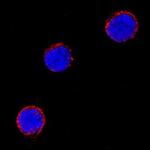 CD275 (B7-H2) Antibody in Immunocytochemistry (ICC/IF)