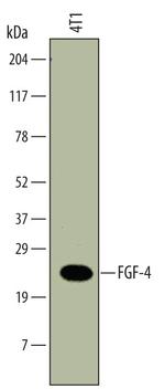 FGF4 Antibody in Western Blot (WB)