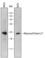 RPL17 Antibody in Western Blot (WB)