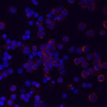 LILRA5 Antibody in Immunocytochemistry (ICC/IF)