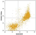 CEACAM1 Antibody in Flow Cytometry (Flow)