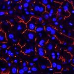 CEACAM1 Antibody in Immunohistochemistry (Frozen) (IHC (F))