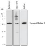 HAO1 Antibody in Western Blot (WB)