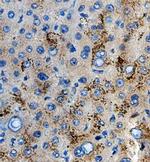 POGLUT1 Antibody in Immunohistochemistry (Paraffin) (IHC (P))