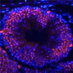 HSF1 Antibody in Immunohistochemistry (Frozen) (IHC (F))