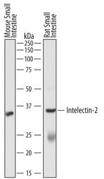 Intelectin 2 Antibody in Western Blot (WB)