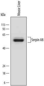 Angiotensinogen Antibody in Western Blot (WB)