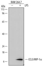 CCL3 Antibody in Western Blot (WB)