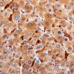 Ninjurin 1 Antibody in Immunohistochemistry (Paraffin) (IHC (P))