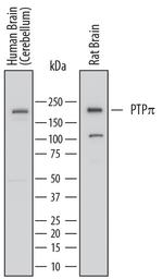 PTPRU Antibody in Western Blot (WB)
