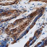 Galectin 9 Antibody in Immunohistochemistry (Frozen) (IHC (F))