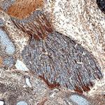 PLXNB2 Antibody in Immunohistochemistry (Frozen) (IHC (F))