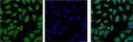 HSP701L Antibody in Immunocytochemistry (ICC/IF)