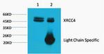 XRCC4 Antibody in Immunoprecipitation (IP)