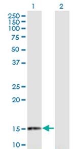 RANGRF Antibody in Western Blot (WB)