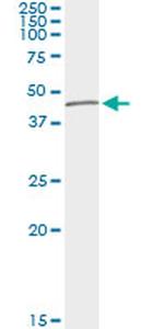 TUBD1 Antibody in Immunoprecipitation (IP)