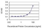 FMN1 Antibody in ELISA (ELISA)