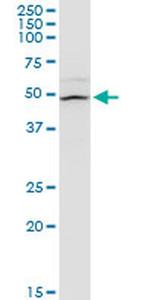 FMN1 Antibody in Western Blot (WB)