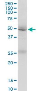 FMN1 Antibody in Western Blot (WB)