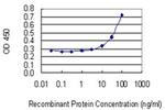 PMVK Antibody in ELISA (ELISA)