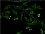 TSSK3 Antibody in Immunocytochemistry (ICC/IF)